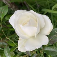 快適生活の機能改善④〜朝活のススメ〜
