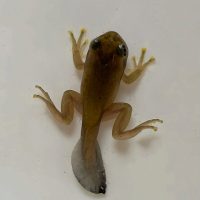 ヒトの進化から学ぶ発育発達の機能獲得