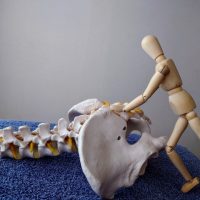 フレスコ１DAYセミナー：骨盤の機能解剖学を学びませんか？