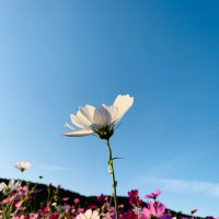 おかげさん：仕事とのつき合い方