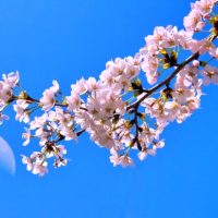 🌸4月のオンラインレッスンのご案内🌸